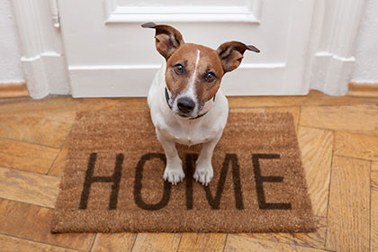 dog sitting on a home welcome mat