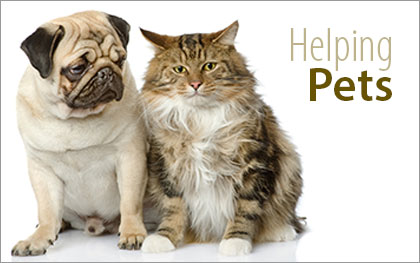 dog and cat - helping pets