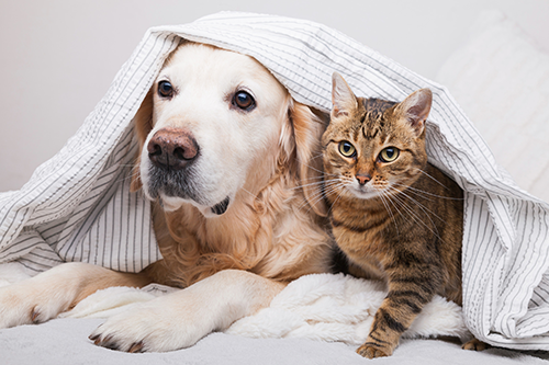 dog and cat under a blanket