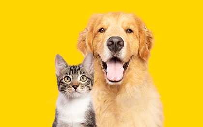a cat and dog