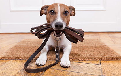 dog biting on a leash waiting for a walk
