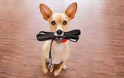 dog biting on a leash