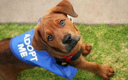 adopt a dog