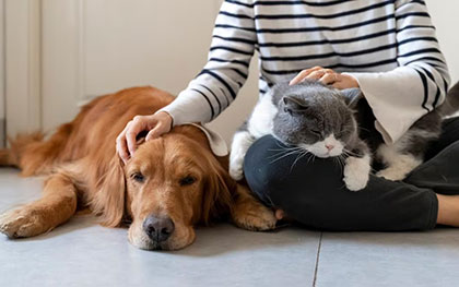 pet sitting with a dog and cat