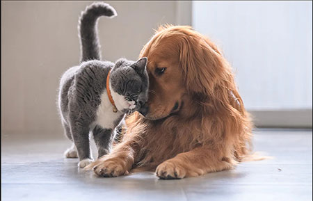 cat and dog