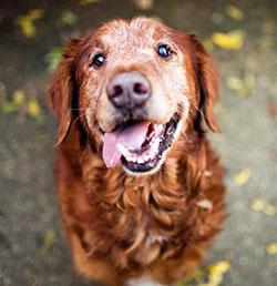 senior dog